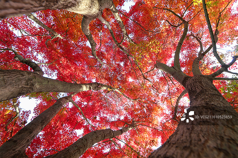 秋天变红的枫树枫叶图片素材