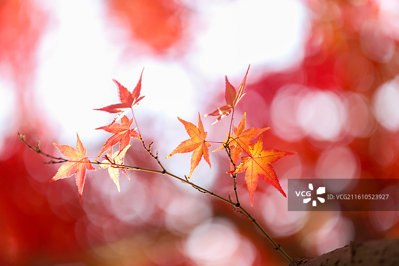 秋天变红的枫树枫叶图片素材