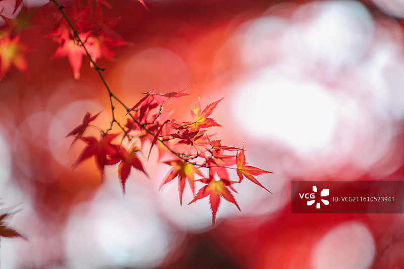 秋天变红的枫树枫叶图片素材