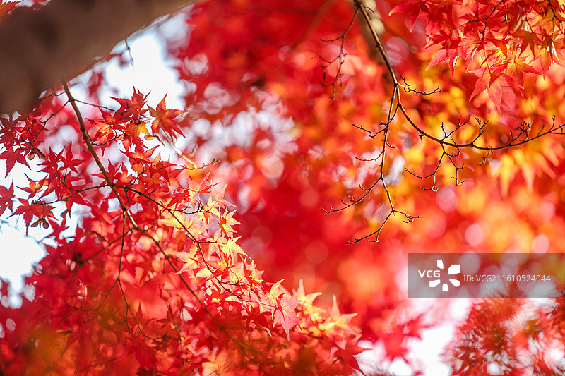 秋天变红的枫树枫叶图片素材