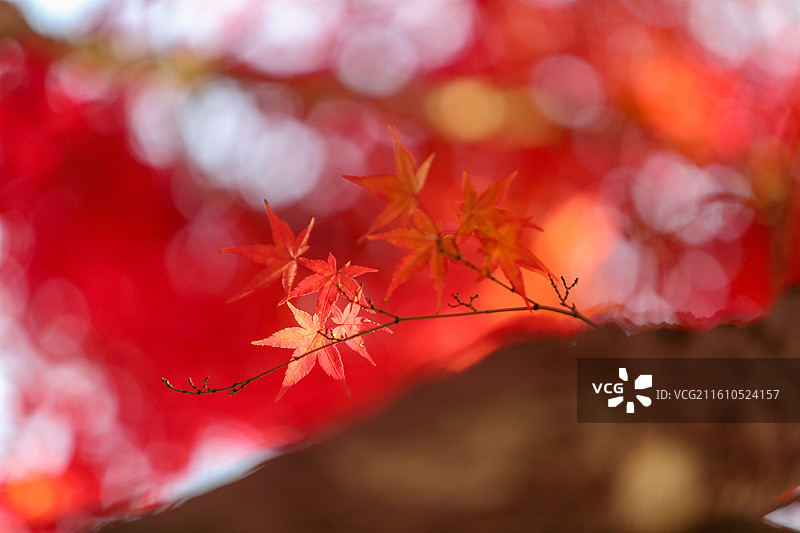 秋天变红的枫树枫叶图片素材