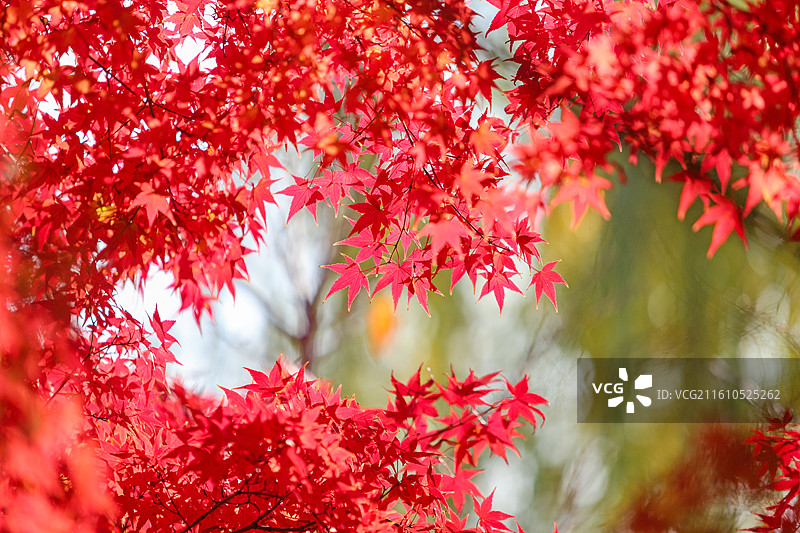 秋天变红的枫树枫叶图片素材
