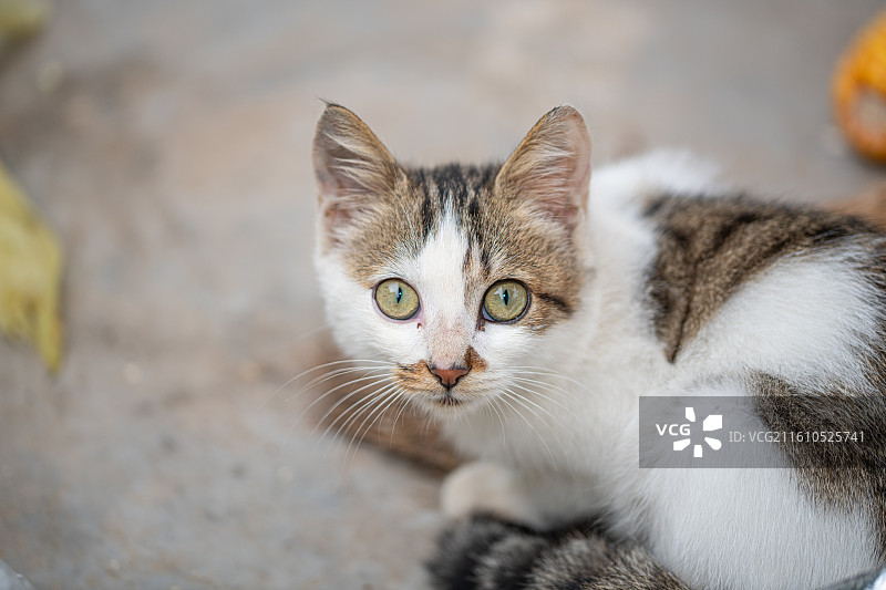 昙花水滴玉米石榴猫咪特写图片素材