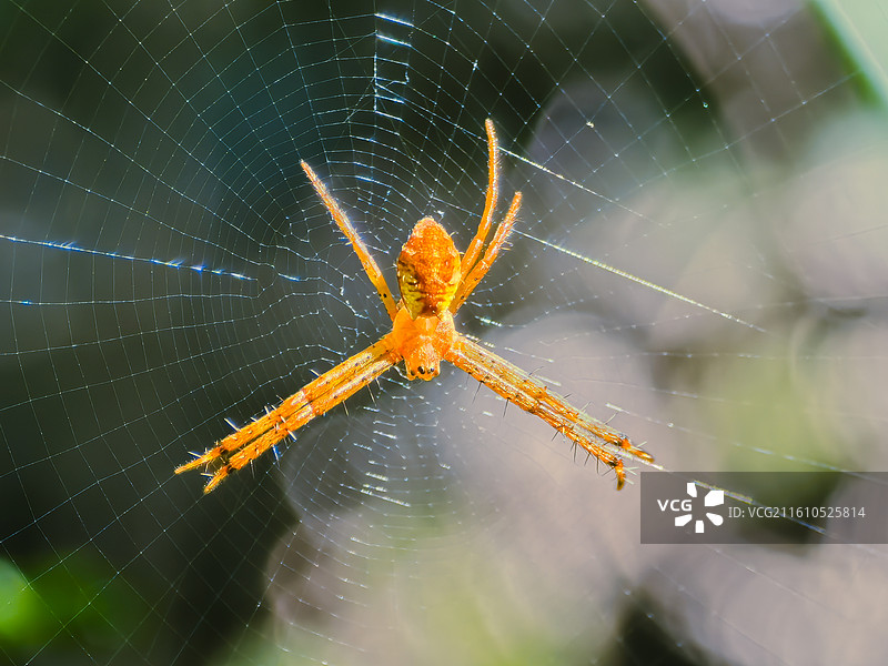 金蛛悬丝图片素材