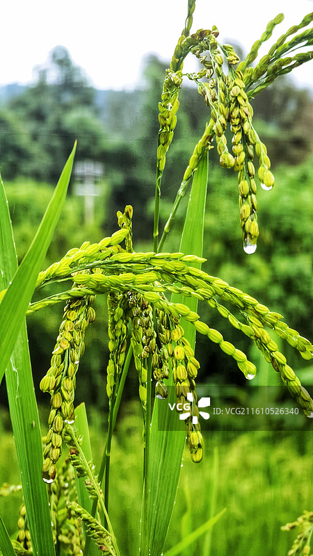 稻田 稻穗图片素材