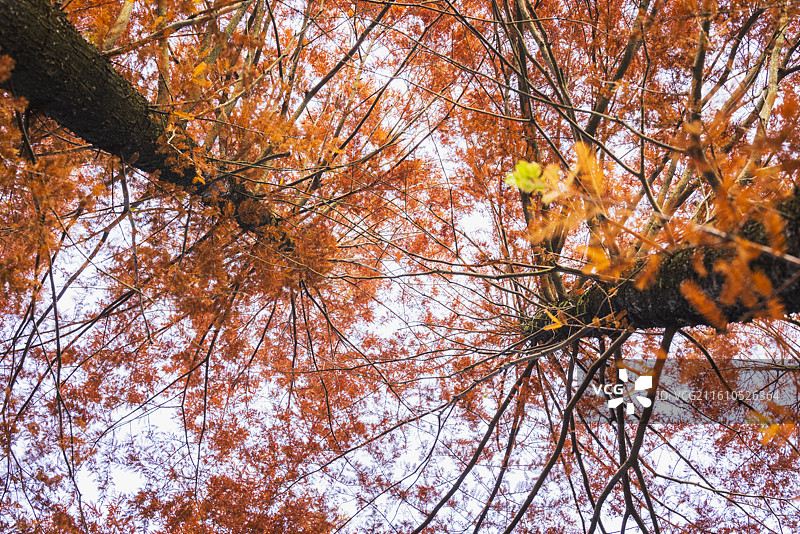成都锦江之滨火红的水杉捎来冬日的暖意图片素材
