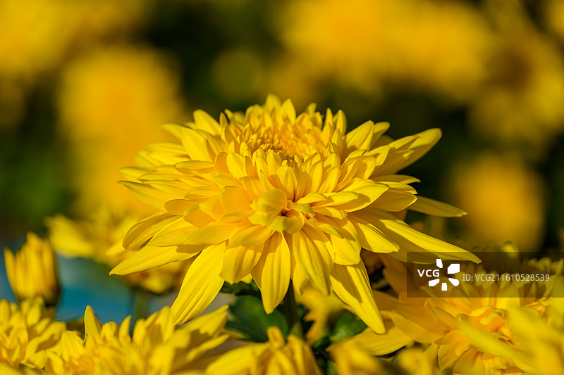 佛山三水南山镇菊花地图片素材