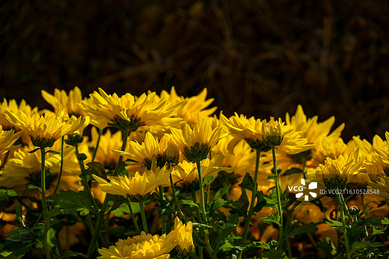 佛山三水南山镇菊花地图片素材
