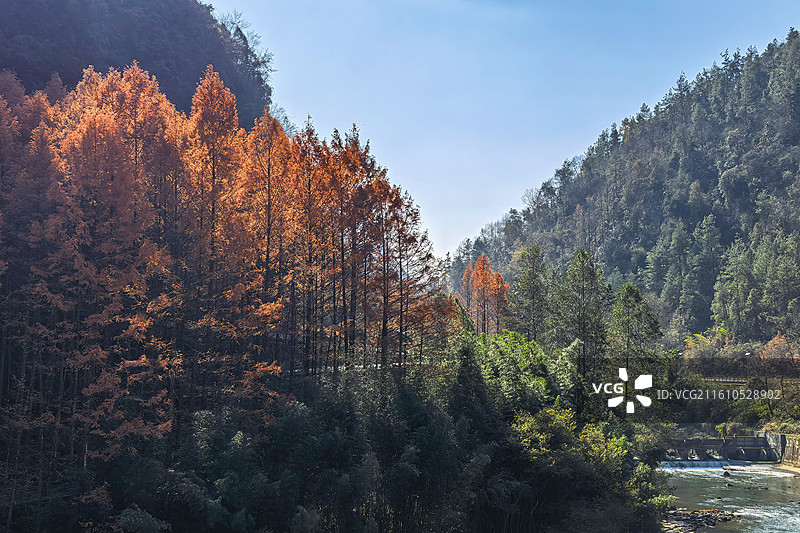 湖北利川腾龙洞景区水杉林自然风光图片素材