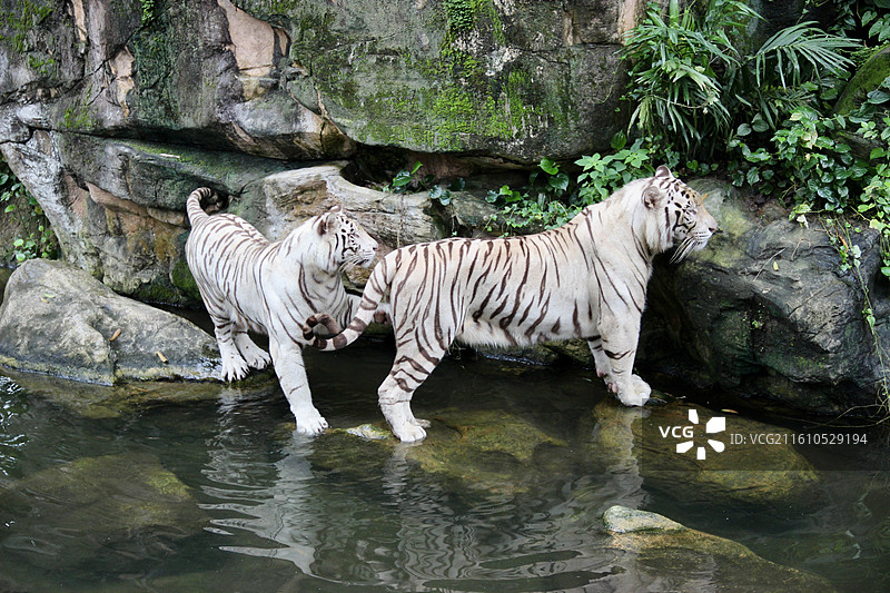 新加坡动物园白老虎图片素材