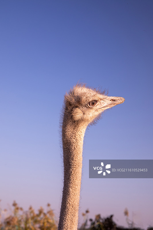鸵鸟的头部特写镜头图片素材
