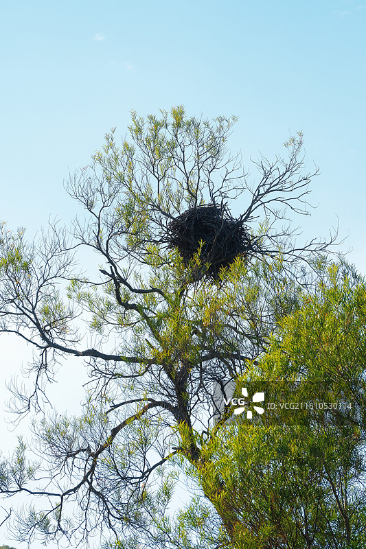 树上的鸟巢图片素材