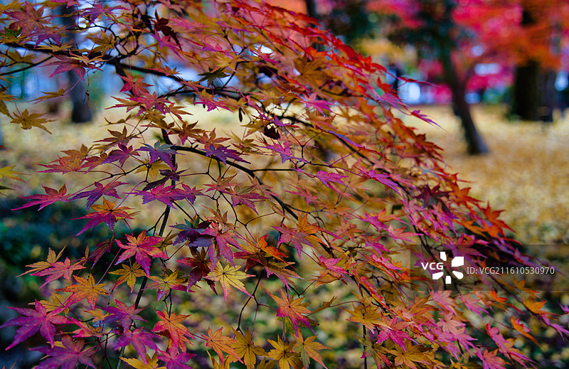 红叶季的永观堂和南禅寺图片素材