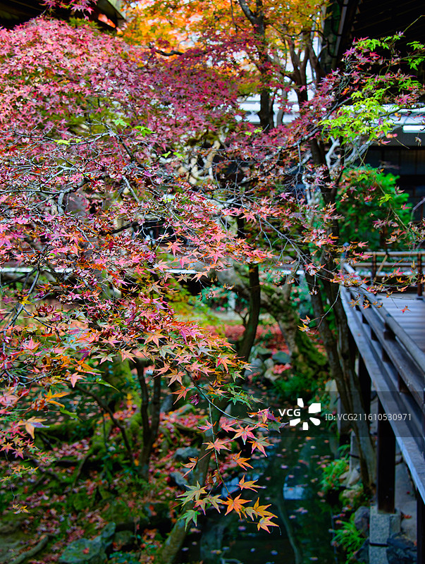 红叶季的永观堂和南禅寺图片素材