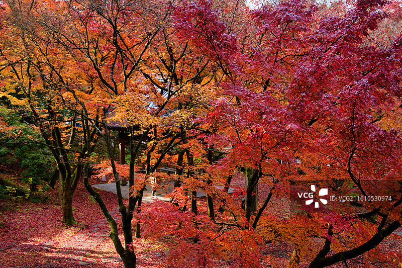 红叶季的永观堂和南禅寺图片素材