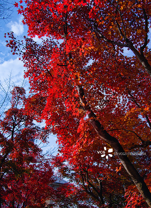 红叶季的永观堂和南禅寺图片素材