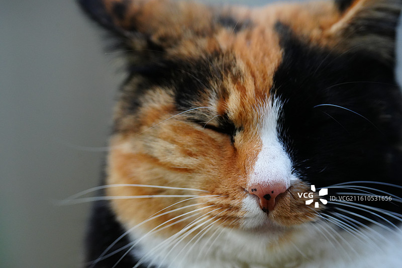 横幅 猫 面部 特写 宠物 肖像 三花猫图片素材