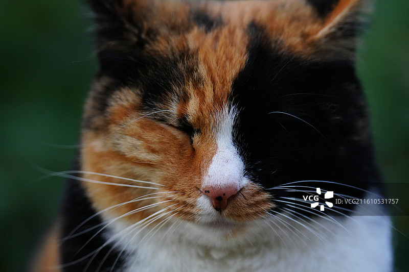 横幅 猫 面部 特写 宠物 肖像 三花猫图片素材