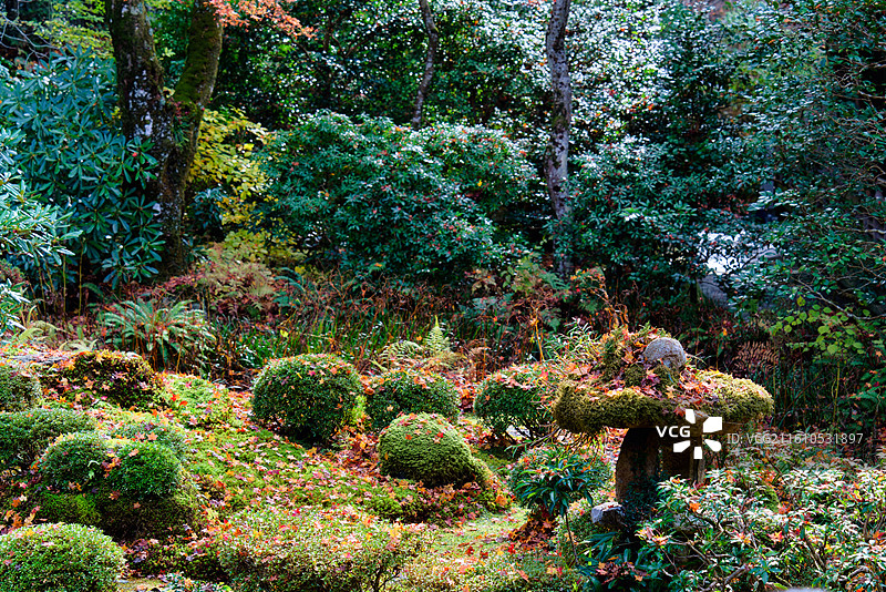 红叶季的京都三千院图片素材