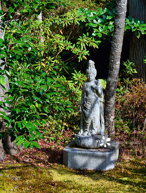 红叶季的京都三千院图片素材