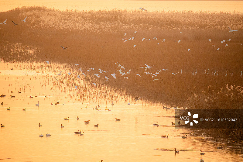 夕阳中的鸟类天堂——沉湖湿地图片素材