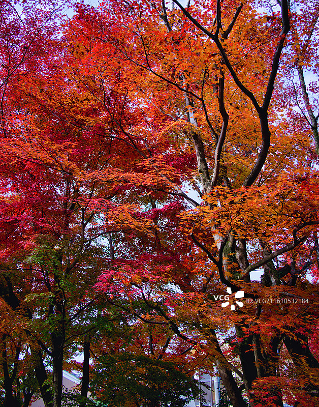 红叶季的永观堂和南禅寺图片素材