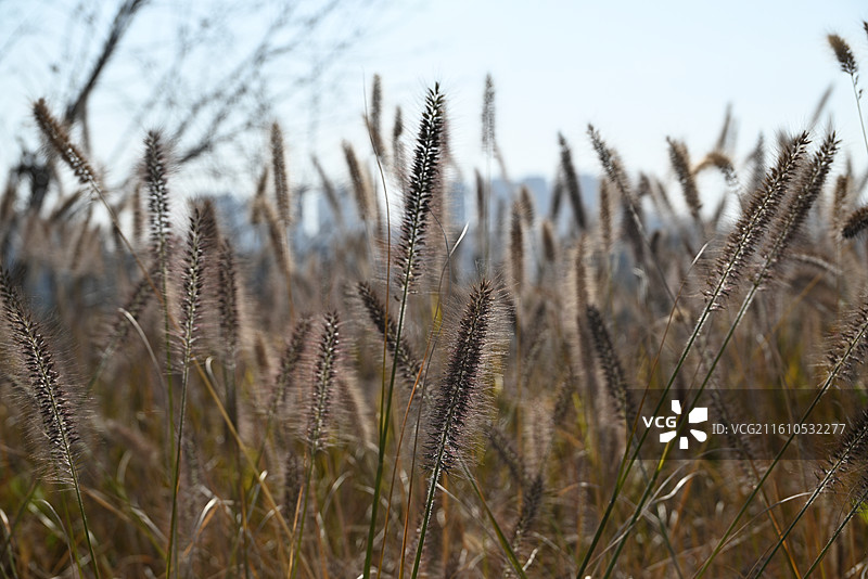 秋日狼尾草图片素材