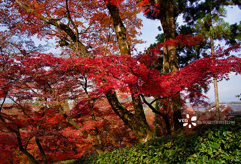红叶季的永观堂和南禅寺图片素材