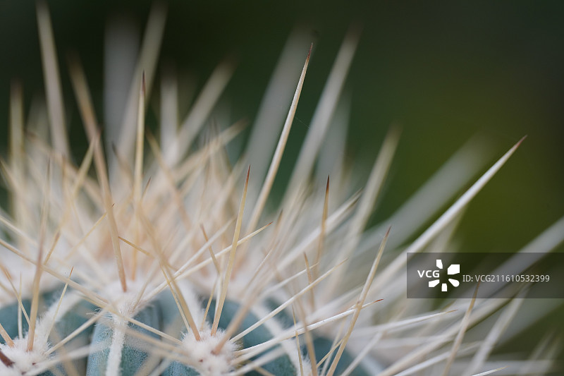 仙人球仙人掌植物特写图片素材