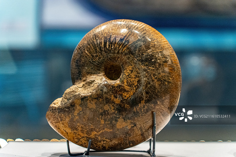 四川成都自然博物馆藏鹦鹉螺化石图片素材