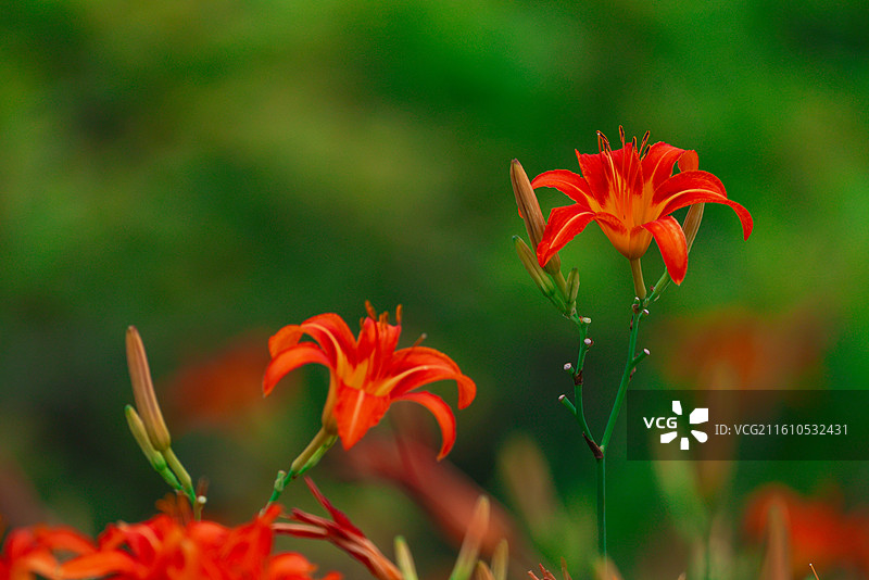 萱草花图片素材
