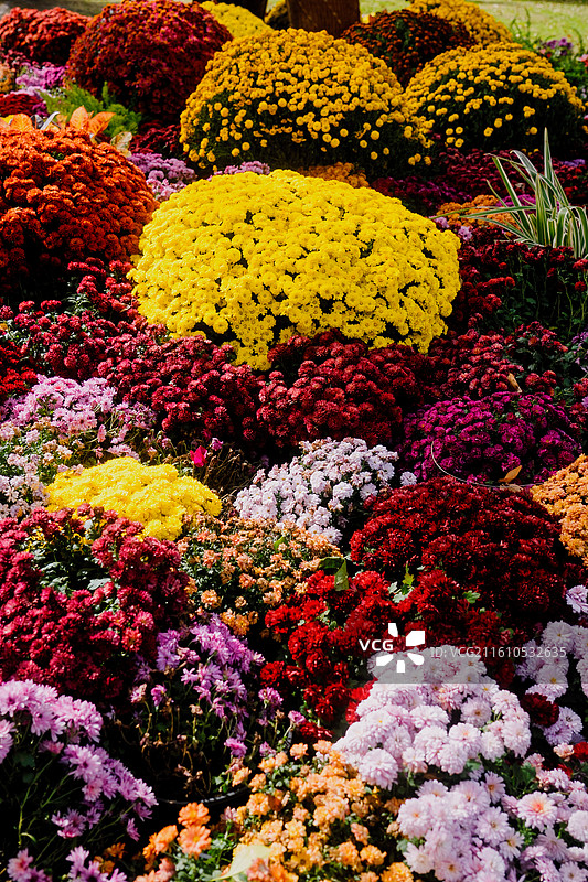 苏州拙政园 东方美学 中国风 园林艺术 建筑 秋景 秋天 枫叶 红色 色彩 治愈图片素材