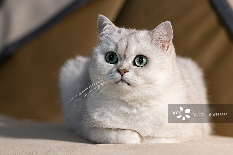 趴在沙发上慵懒的白色可爱银渐层英国短毛猫特写镜头图片素材