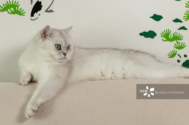 趴在沙发上慵懒的白色可爱银渐层英国短毛猫特写镜头图片素材