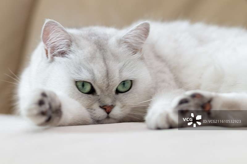 趴在沙发上慵懒的白色可爱银渐层英国短毛猫特写镜头图片素材