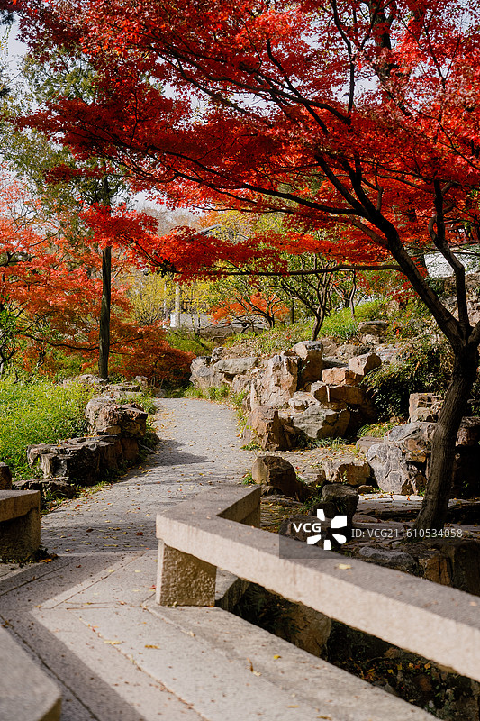 苏州拙政园 东方美学 中国风 园林艺术 建筑 秋景 秋天 枫叶 红色 色彩 治愈图片素材