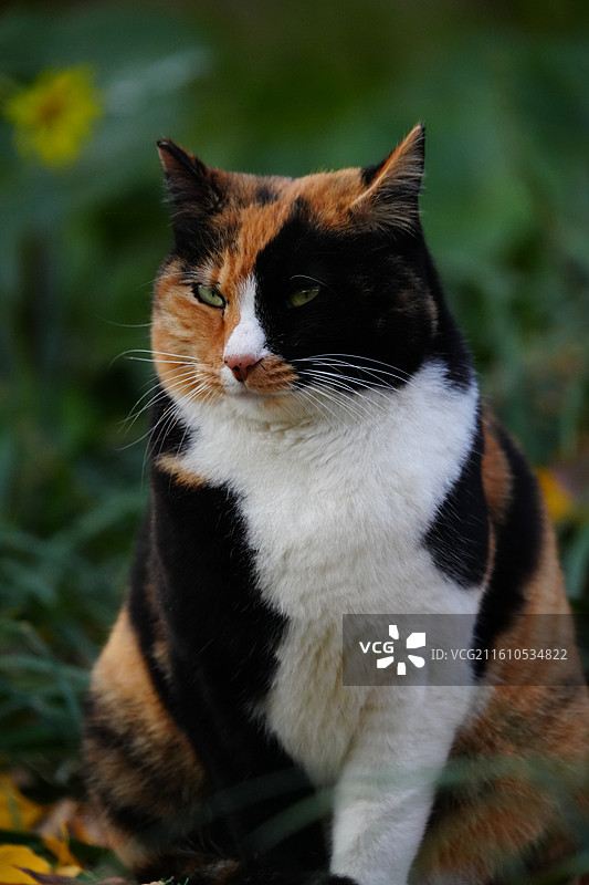 猫 户外 花丛 宠物 小猫 三花猫图片素材