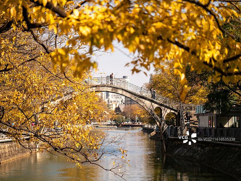 秋冬季的昆明大观河上的拱桥和河畔金色的滇朴树图片素材