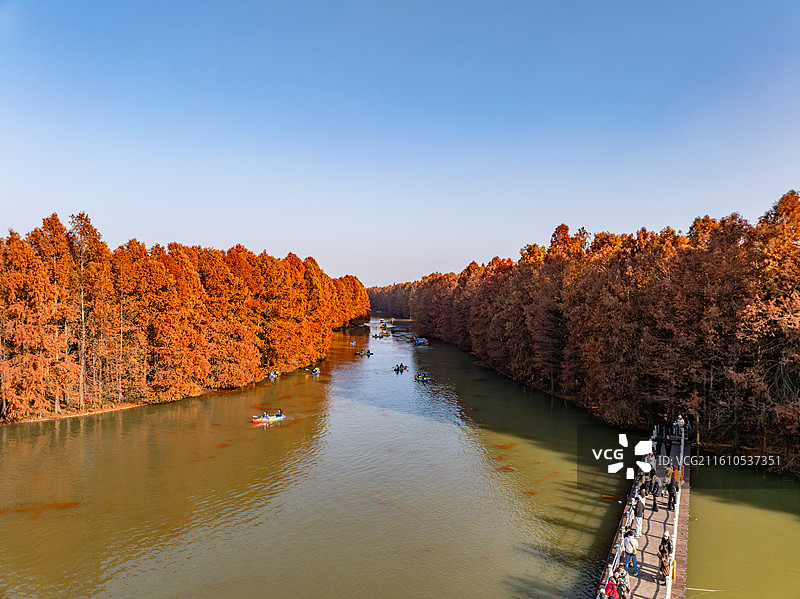 航拍红杉林湿地秋色图片素材