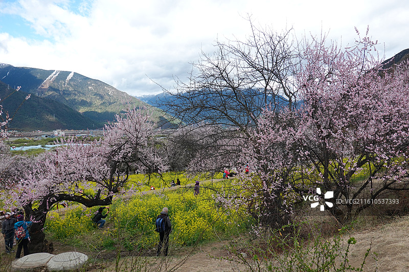西藏林芝市巴宜区嘎拉村桃花油菜花嘎拉桃花村：林芝桃花节主会场图片素材