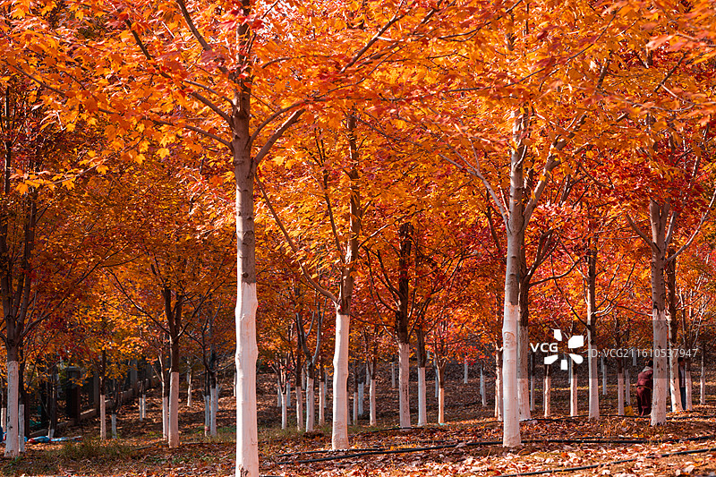 文华学院红枫林秋景 秋日晴空林间自然风景图片素材