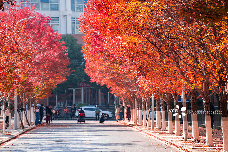 文华学院红枫大道秋日美景 红橙枫叶铺就校园道路  治愈系校园秋日风光图片素材