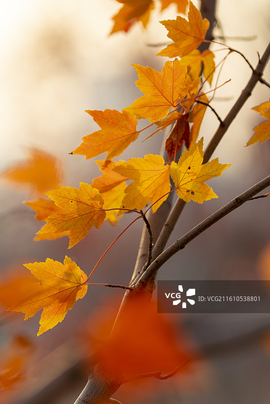 文华学院枫叶图片素材