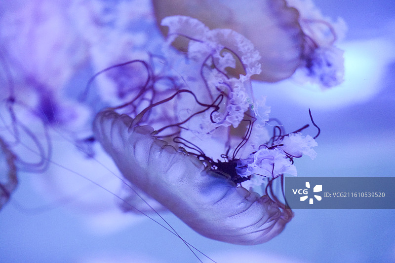 上海海昌海洋公园 水母图片素材