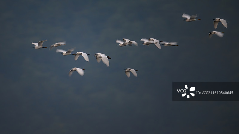 小白鹭图片素材