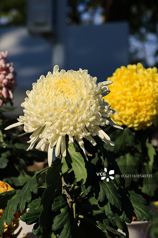 公园菊花展展览的盆栽黄白相间菊花图片素材