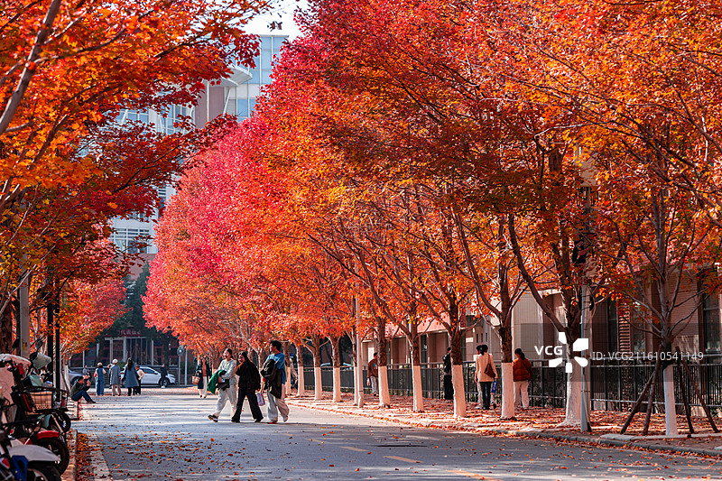 文华学院红枫大道秋日美景 红橙枫叶铺就校园道路 治愈系校园秋日风光图片素材