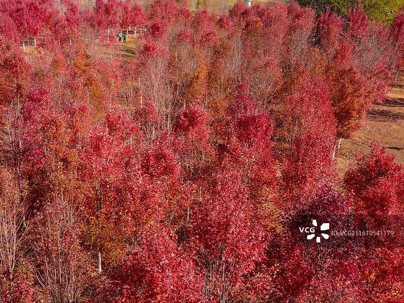 航拍文华学院秋日红枫林 红色枫叶树林美景 校园秋景打卡地风光图图片素材
