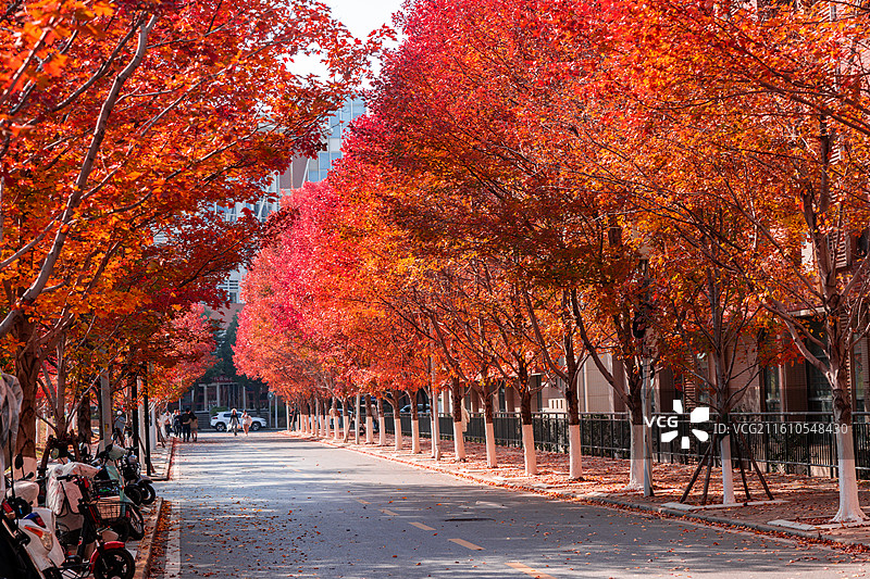 文华学院红枫大道秋日美景 红橙枫叶铺就校园道路 治愈系校园秋日风光图片素材
