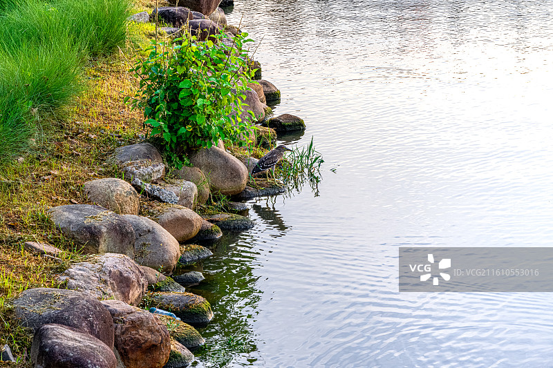 夜鹭幼鸟雏鸟 停留在岸边伺机捕鱼捕猎的夜师傅 上海临港滴水湖生态环境优美的宜居新城 临港新城图片素材
